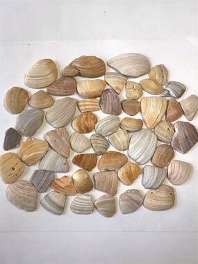 Seashell Fragments 50 Natural Clam Shell Pieces 1-5/8 - 3-1/2” Art Crafts Decor